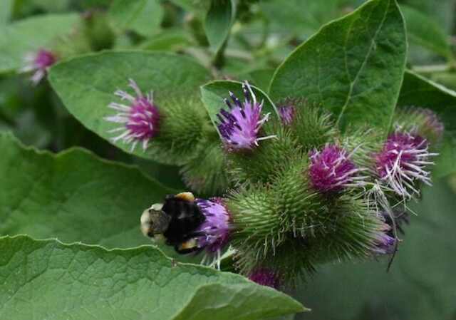 A Common Burdock plant with beautiful violet flowers.