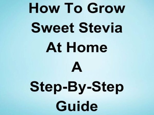 How To Grow Stevia From Seed