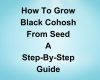 How to Grow Black Cohosh from Seed Step-By-Step Guide!