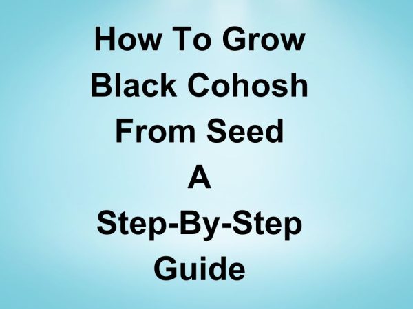 How to Grow Black Cohosh from Seed Step-By-Step Guide!