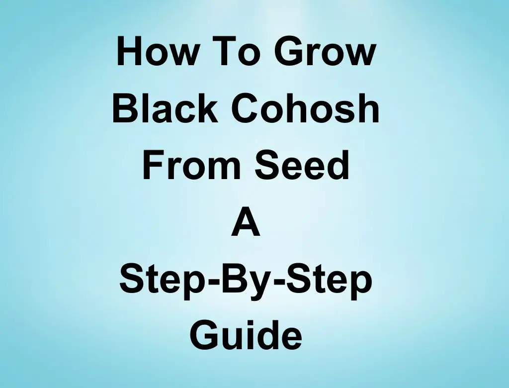 How to Grow Black Cohosh from Seed StepByStep Guide!