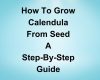 How to Grow Calendula from Seed
