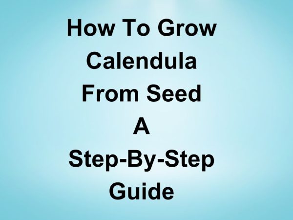 How to Grow Calendula from Seed