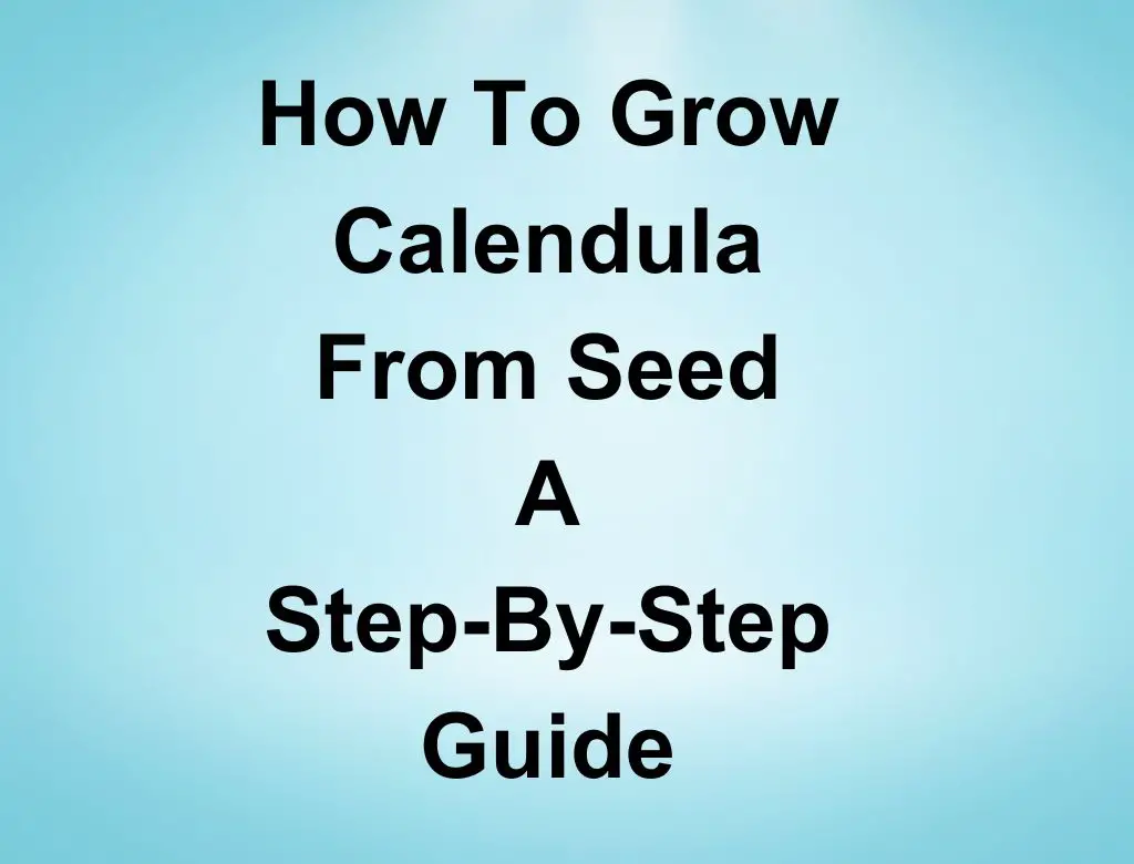 how-to-grow-calendula-from-seed-a-step-by-step-guide