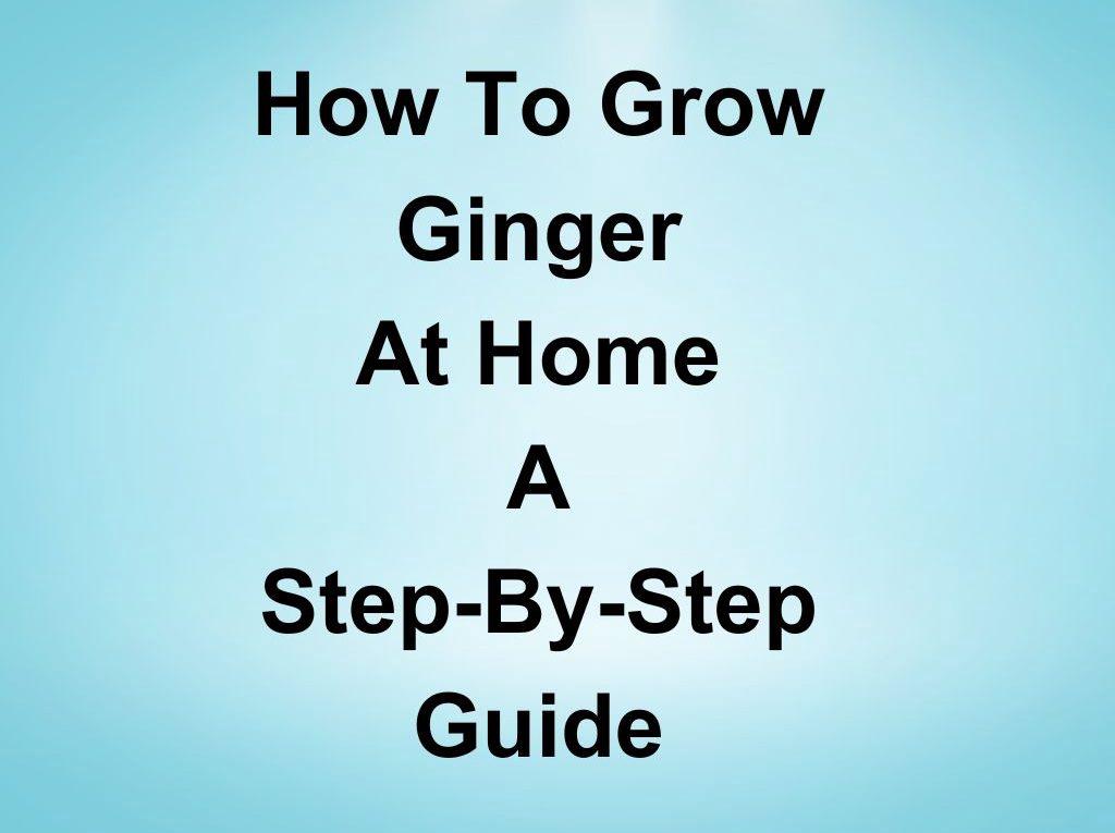 How to Grow Ginger at Home