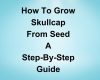How to Grow Skullcap From Seed