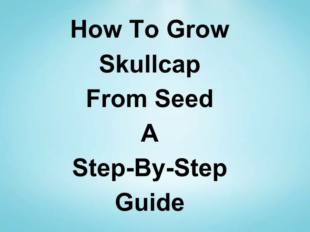 How to Grow Skullcap From Seed