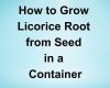 How to Grow Licorice Root from Seed in a Container