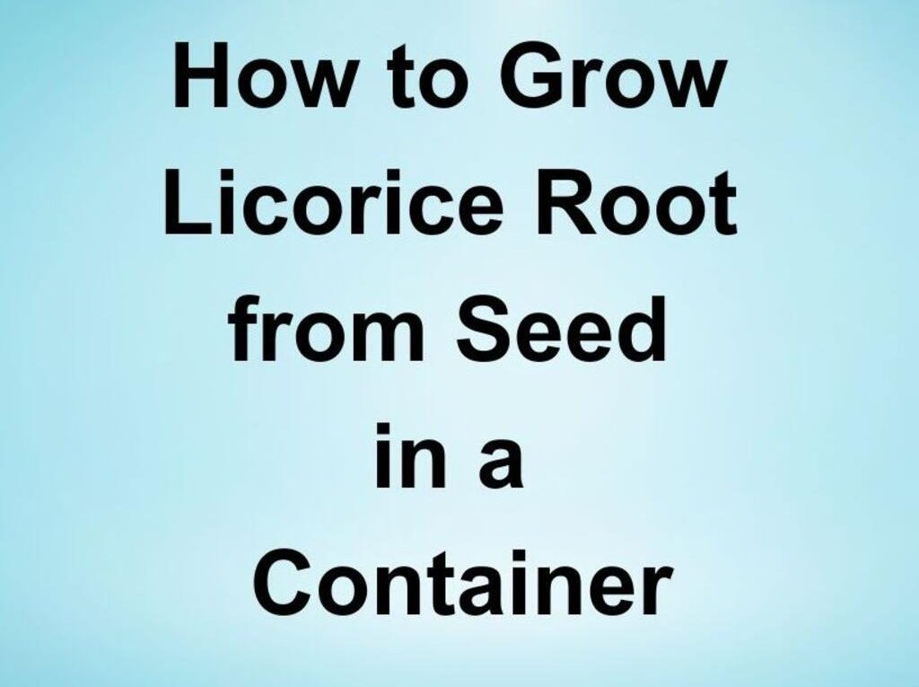 How to Grow Licorice Root from Seed in a Container