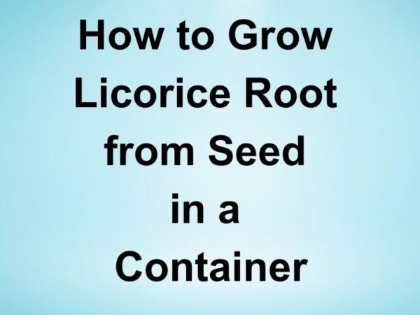 How to Grow Licorice Root from Seed in a Container