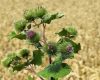 A burdock herb plant.