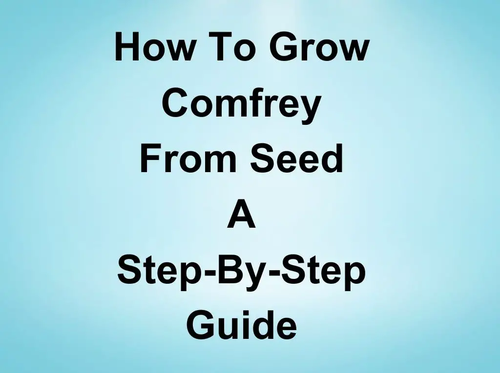 How To Grow Comfrey from Seed