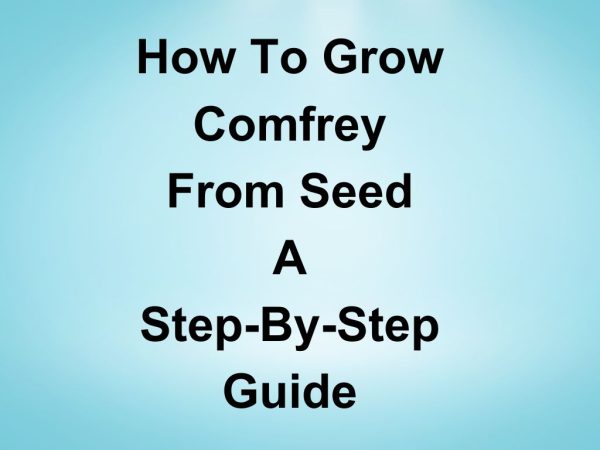 How To Grow Comfrey from Seed