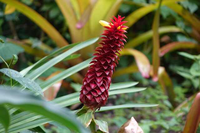 A Ginger plant with a red flower.