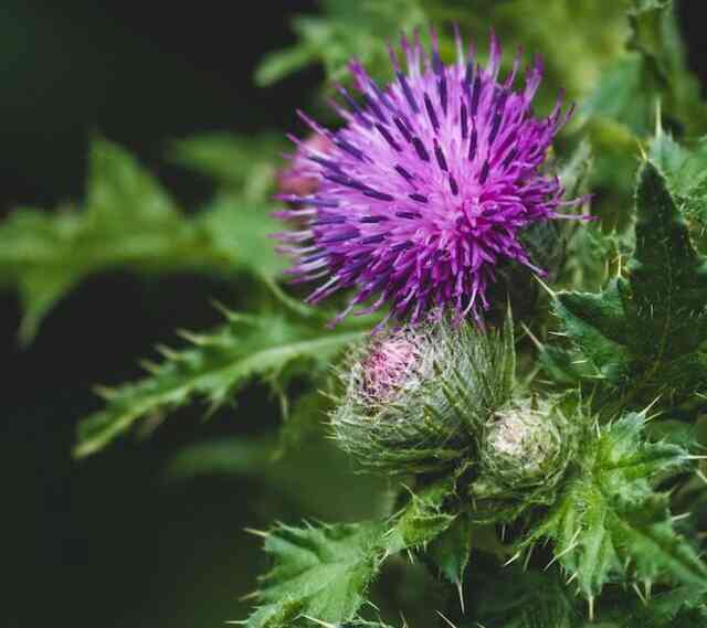A Milk Thistle plant blooming.