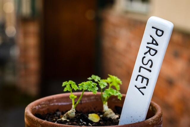 Parsley starting to grow in a terracotta pot.