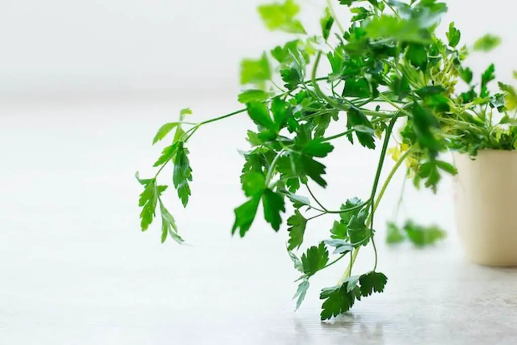 A parsley plant growing on a countertop.