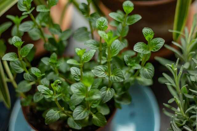 A chocolate mint plant growing nicely.