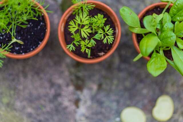 Herb plants growing in three different pots.