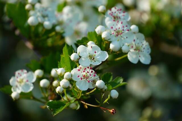 A Hawthorn Tree blossoming.