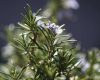 A rosemary plant with white blossoms.