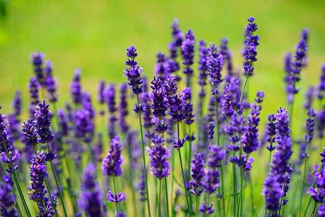 Lavender growing in the wild.