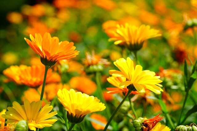 A bunch of Marigold  flowers blooming.