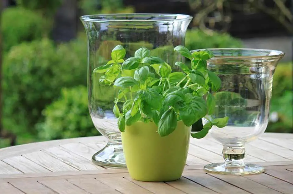 Healthy basil plant growing in a small terracotta pot placed on a wooden table.