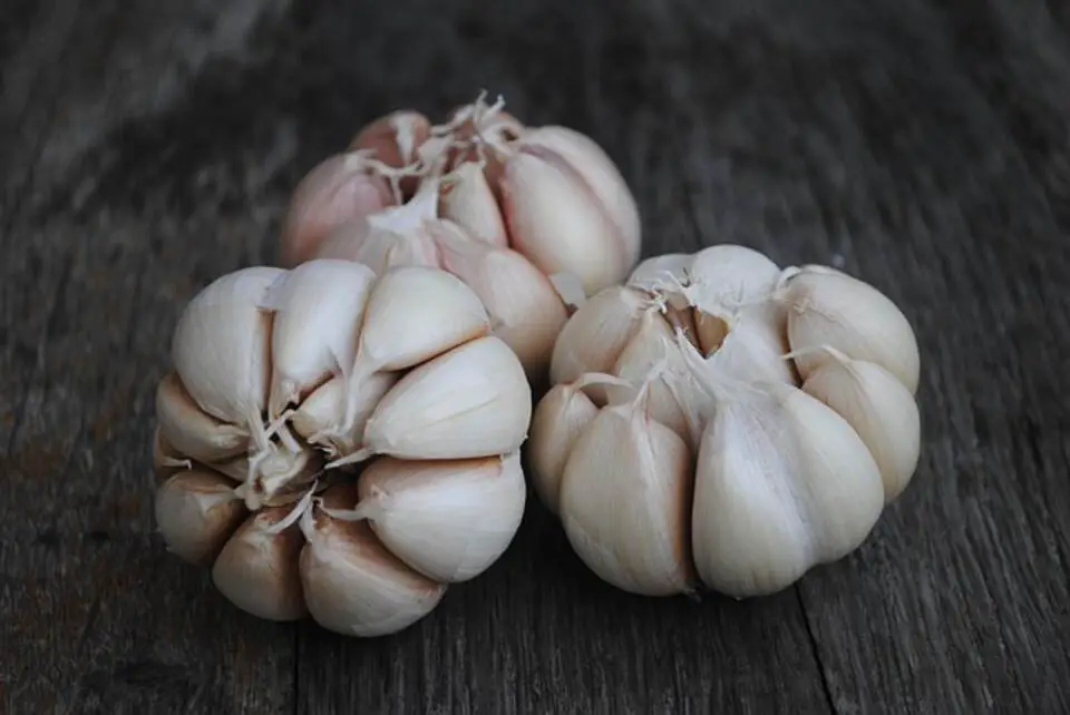 Freshly picked garlic cloves resting on a rustic wooden table