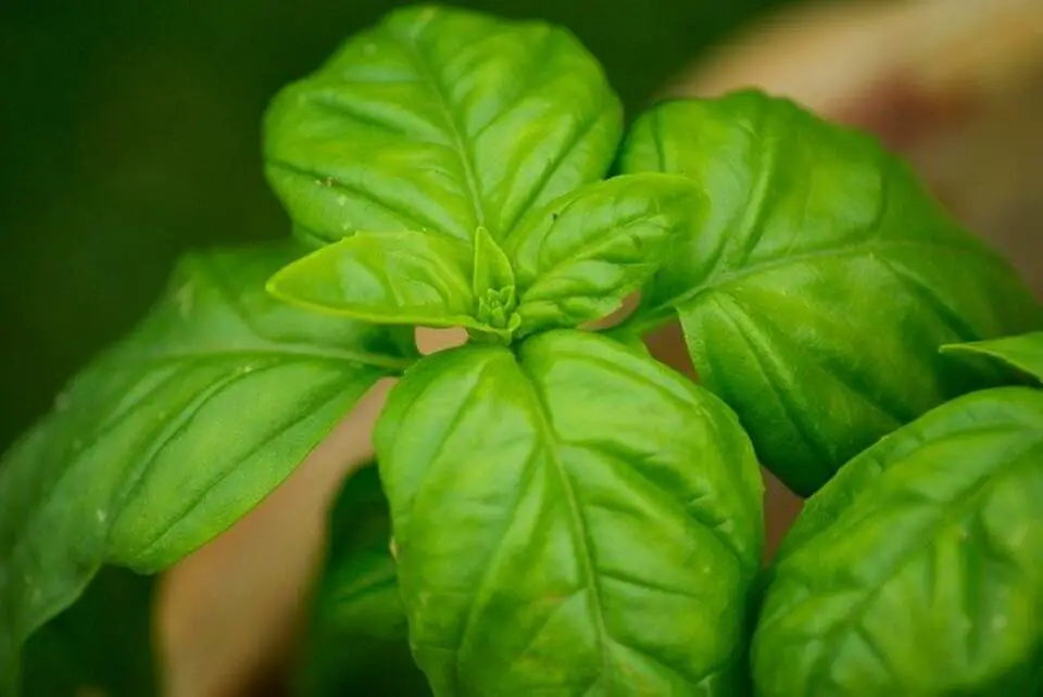 Close-up of a healthy basil plant with vibrant green leaves growing in a terracotta pot on a sunny patio.