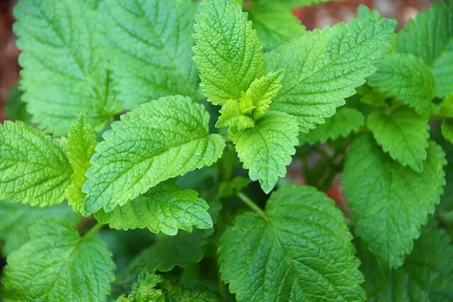 A Lemon Balm herb plant growing in a pot.
