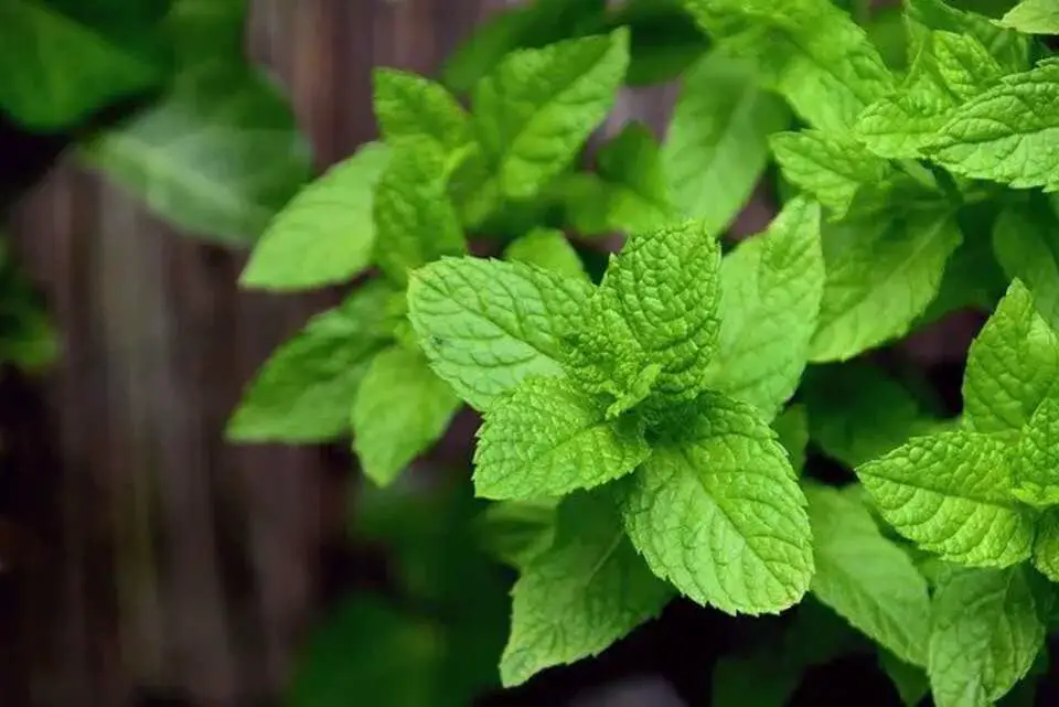 Fresh mint plant with bright green, textured leaves growing densely in a small garden pot on a windowsill.
