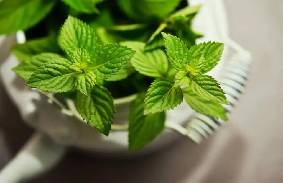 A Peppermint herb plant on a kitchen counter.