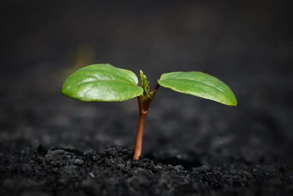 A small budding plant growing in sandy loam soil.
