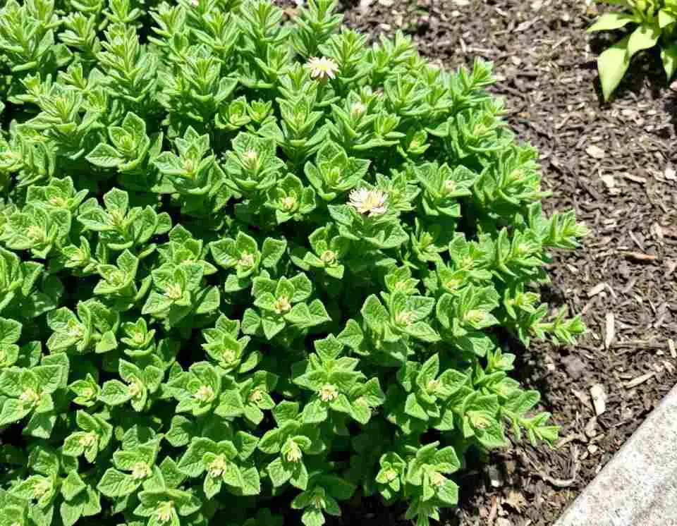Oregano plant growing in a sunny herb garden with small green leaves.