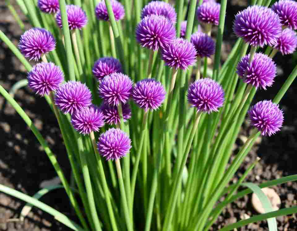 Chives with purple flowers growing in a garden bed.