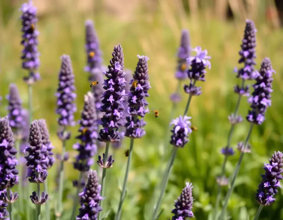 Lavender in bloom with purple flowers and bees nearby.