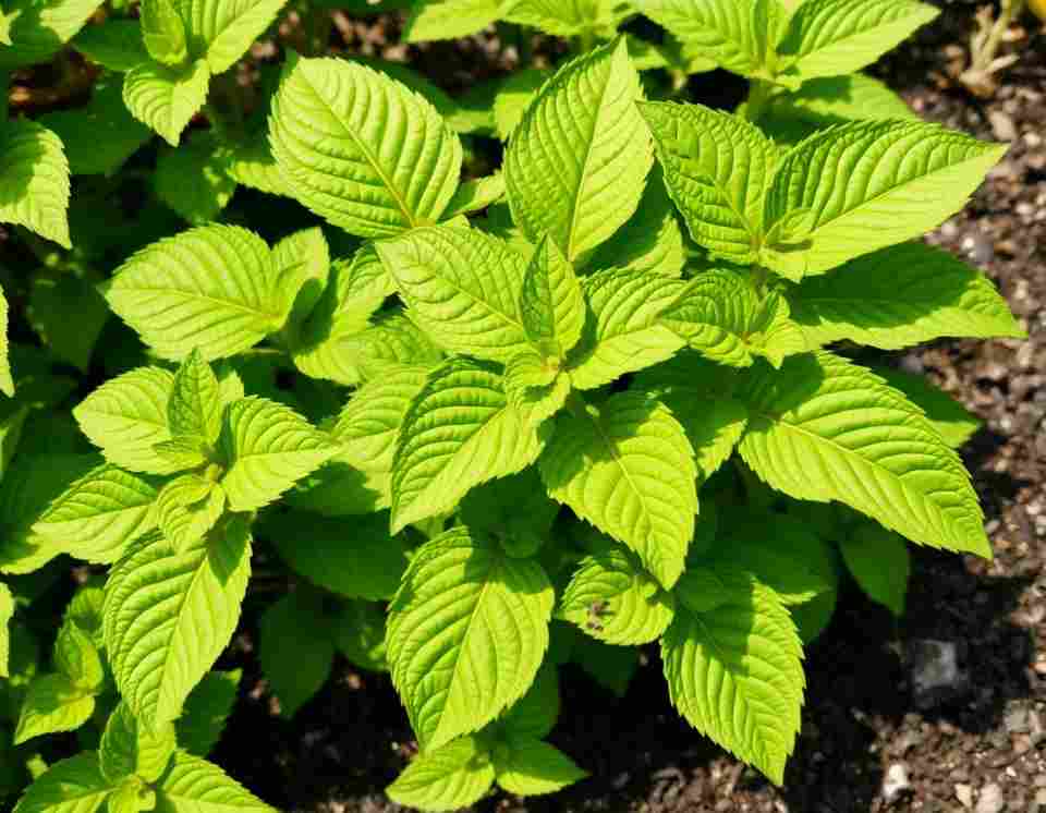 Lemon balm plant with light green crinkled leaves in a garden bed.