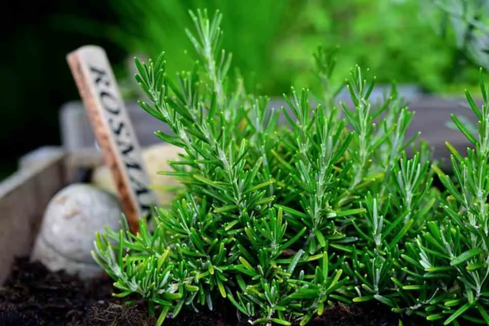 A Rosemary plant growing in a pot.