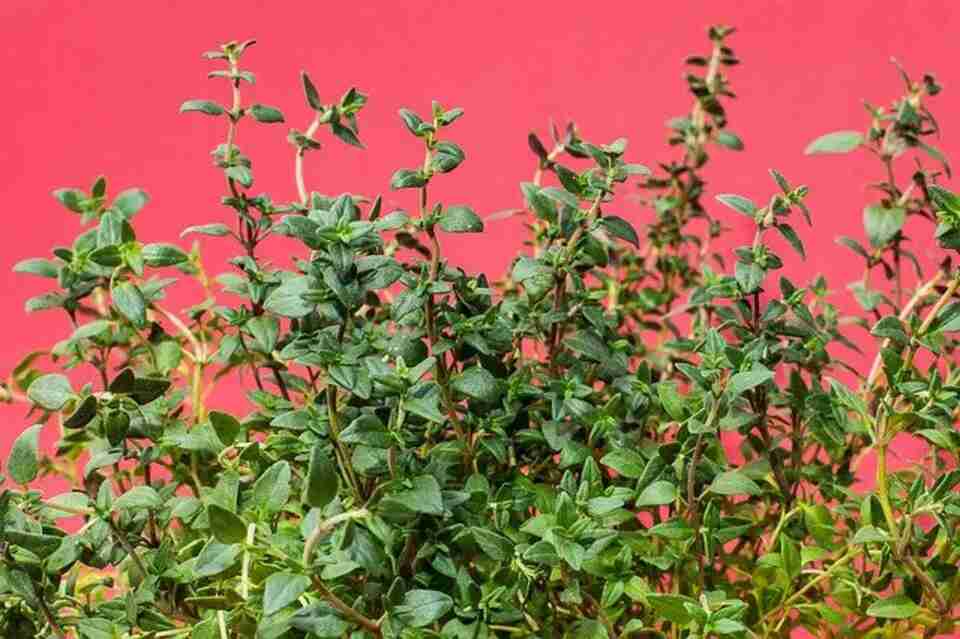 Thyme plant with tiny, aromatic green leaves spreading across a clay pot in a sunny herb garden.