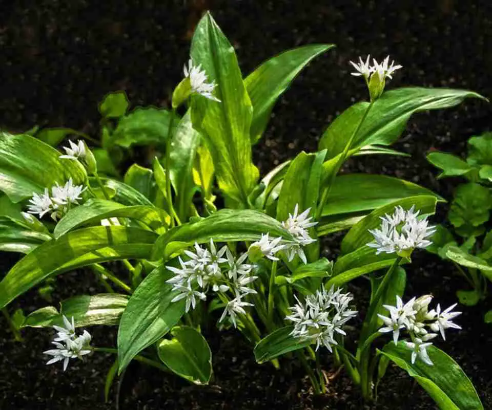 A wild garlic plant in full bloom with tall green stalks and a round, white-pink flower head at the top.