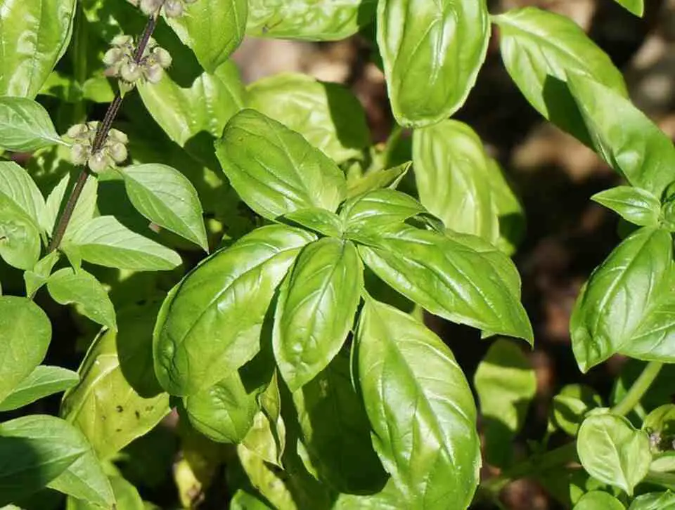 A Basil plant growing in an outdoor garden.