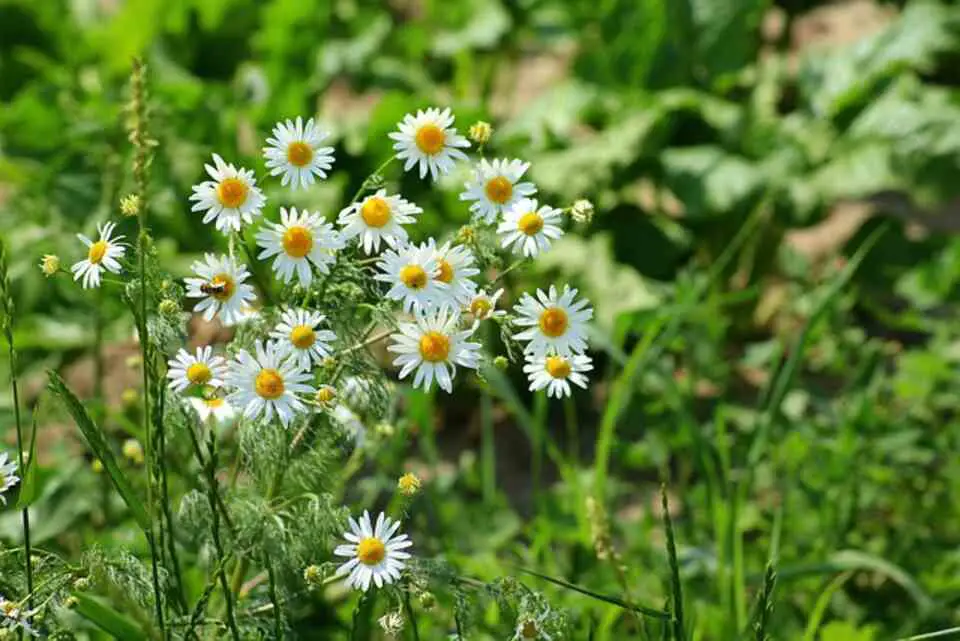 A chamomile plant growing in the garden.