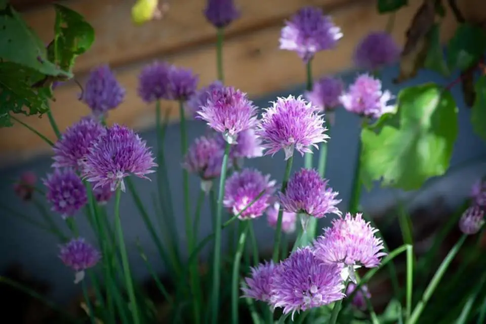 A chives plant growing in a garden.
