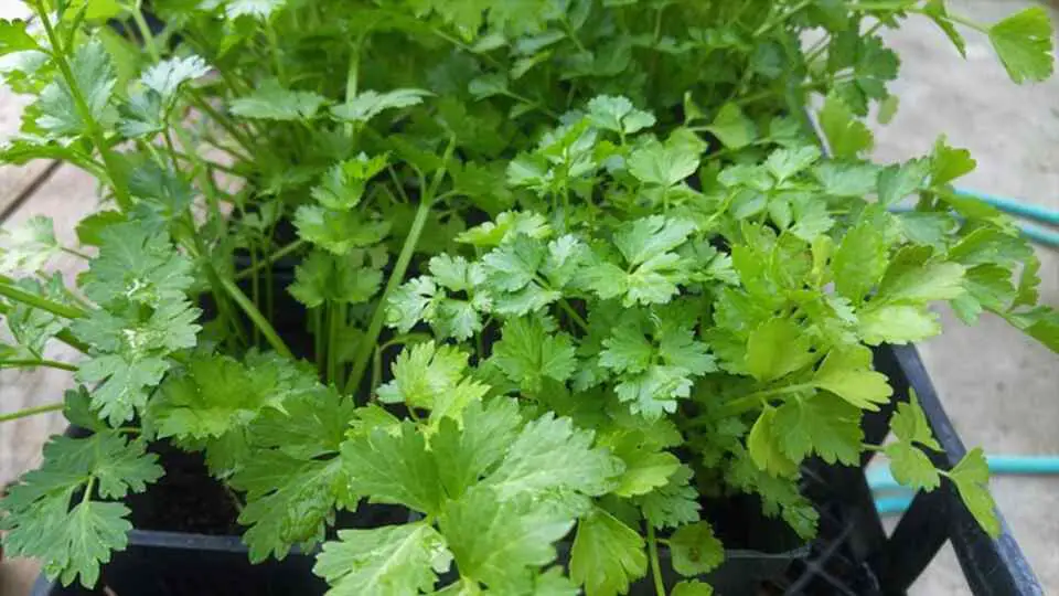 A cilantro plant growing in a garden.
