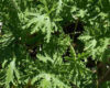 A hardy citronella plant, on a patio.