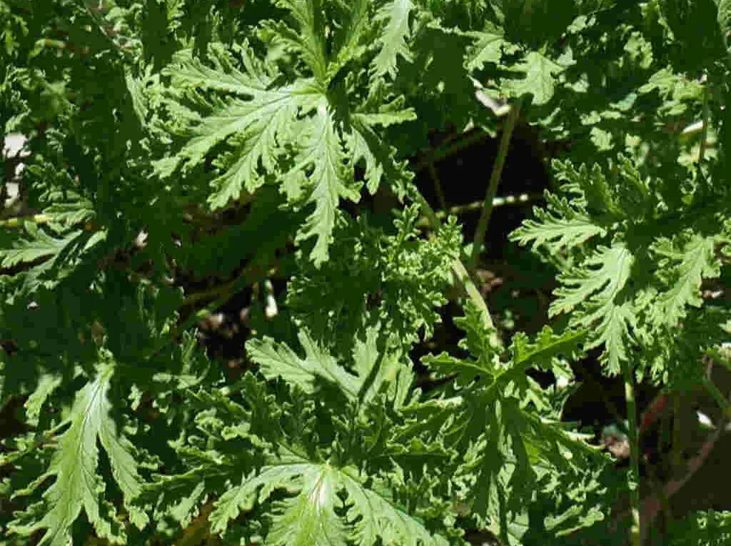 A hardy citronella plant, on a patio.