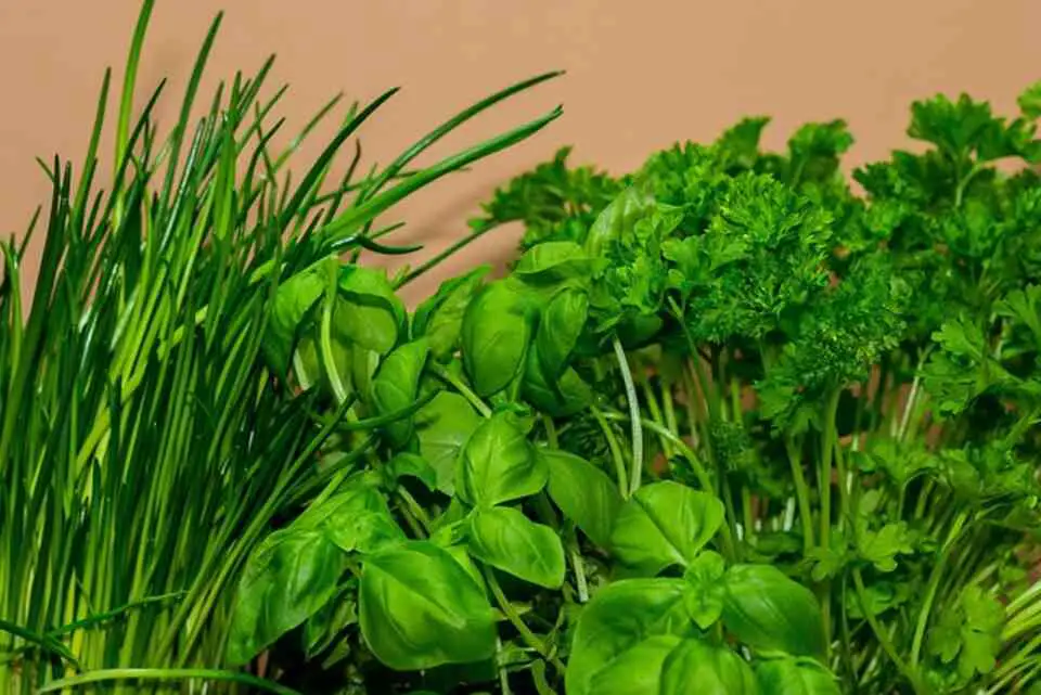 Chives, basil, and parsley growing in pots on a sunny kitchen windowsill, ready for fresh cooking.