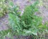 A healthy lovage plant thriving outdoors in a garden, showcasing its vibrant green leaves.