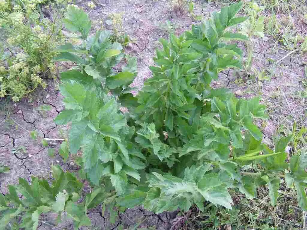 A healthy lovage plant thriving outdoors in a garden, showcasing its vibrant green leaves.